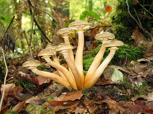 Another view of Honey Mushroom