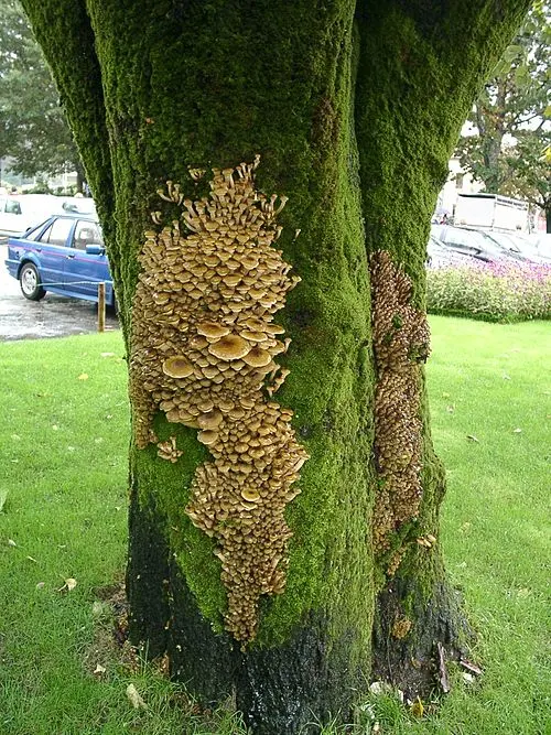 Another view of Honey Mushroom