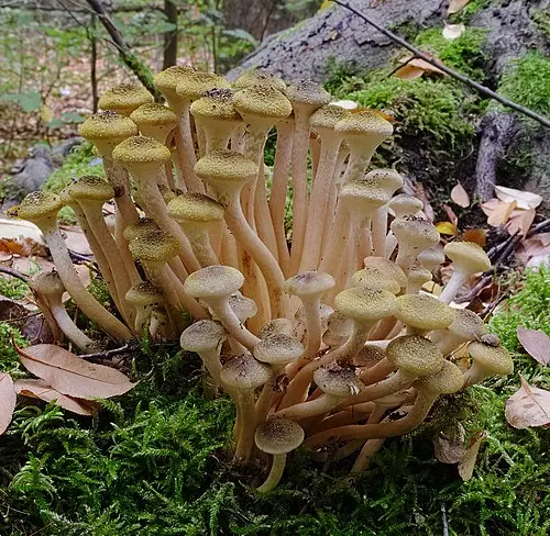 Another view of Honey Mushroom