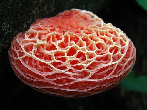 Another view of Wrinkled Peach