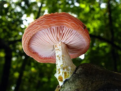 Another view of Wrinkled Peach