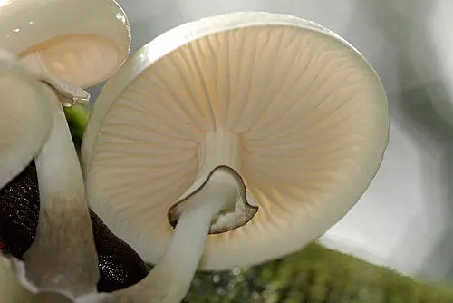 Another view of Porcelain Fungus