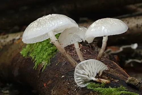 Another view of Porcelain Fungus