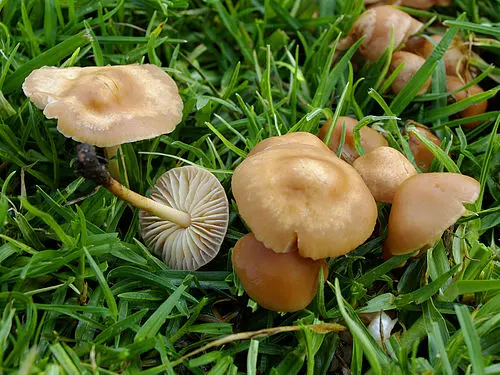 Fairy Ring Marasmius