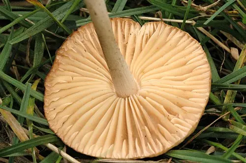 Another view of Fairy Ring Marasmius