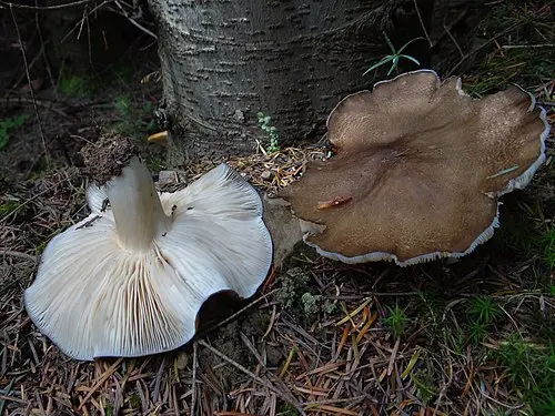 Another view of White-laced Shank