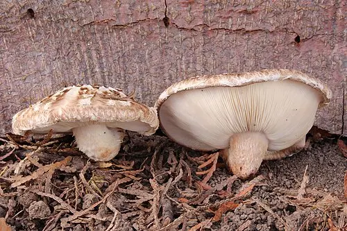 Shiitake