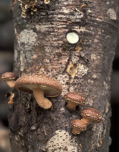 Another view of Shiitake