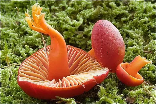 Another view of Scarlet Waxcap