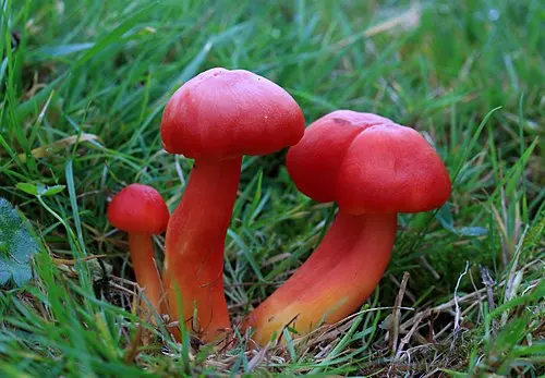 Another view of Scarlet Waxcap