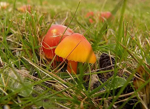 Another view of Scarlet Waxcap