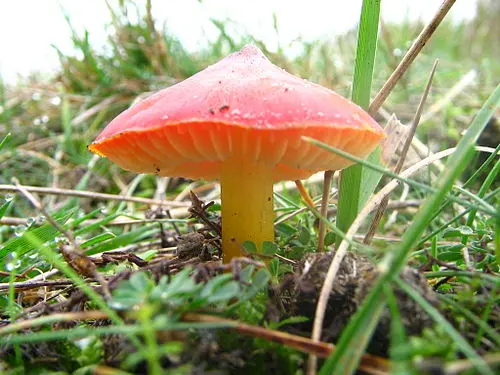 Another view of Witch's Hat