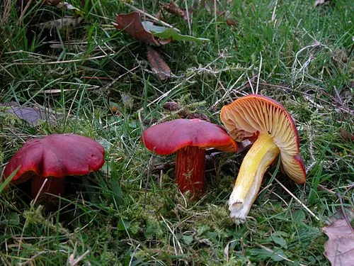 Another view of Crimson Waxcap