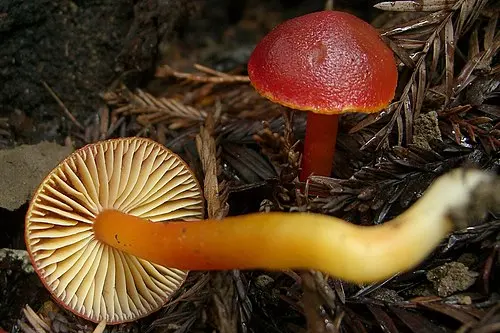 Another view of Crimson Waxcap