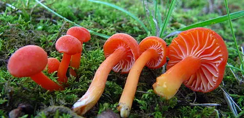 Another view of Vermilion Waxcap