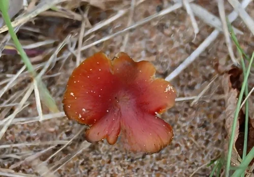 Dune Waxcap