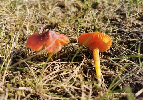 Another view of Dune Waxcap