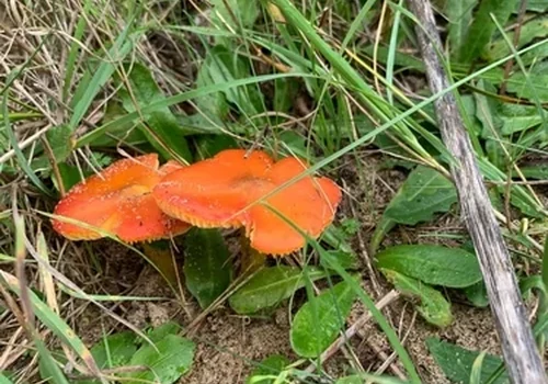 Another view of Dune Waxcap
