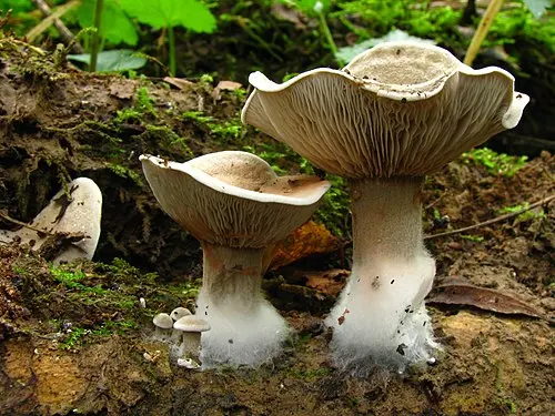 Another view of Aborted Entoloma
