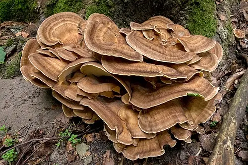 Giant Polypore