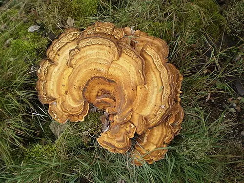 Another view of Giant Polypore