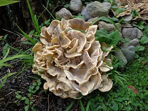 Another view of Black-staining Polypore
