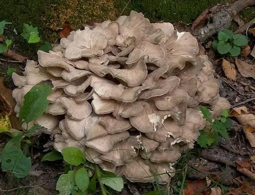 Hen Of The Woods