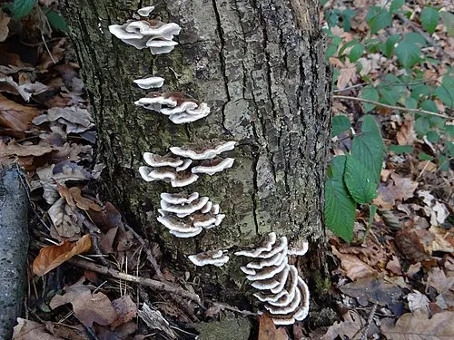 Smoky Polypore