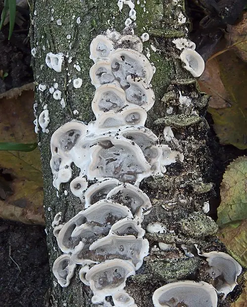 Another view of Smoky Polypore