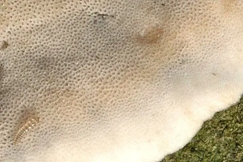 Another view of Smoky Polypore