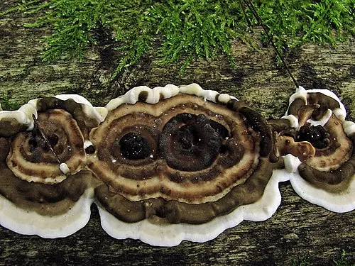 Another view of Smoky Polypore