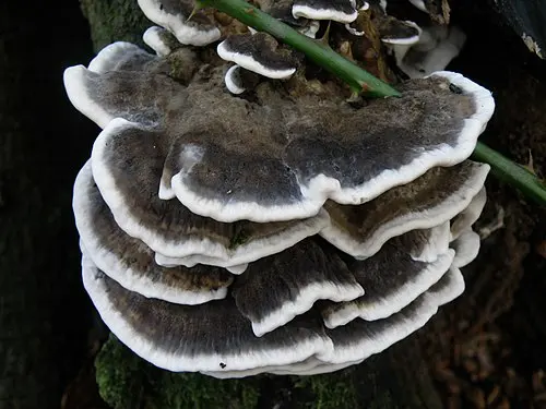 Another view of Smoky Polypore