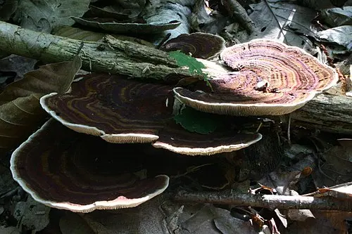 Another view of Thin-walled Maze Polypore
