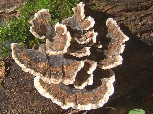 Another view of Turkey Tail