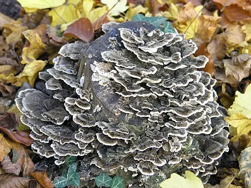 Another view of Turkey Tail