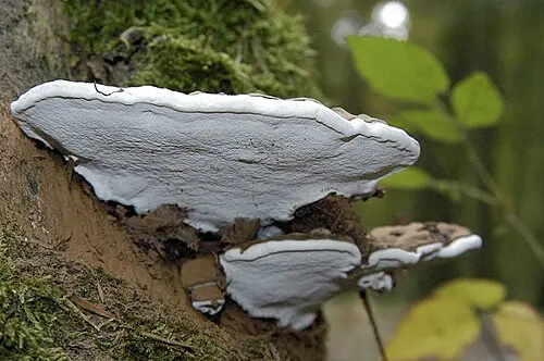Another view of Artist's Bracket