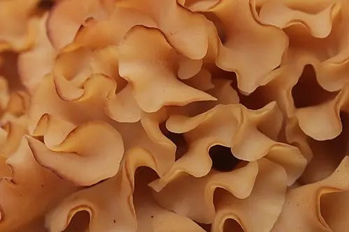 Another view of Cauliflower Fungus