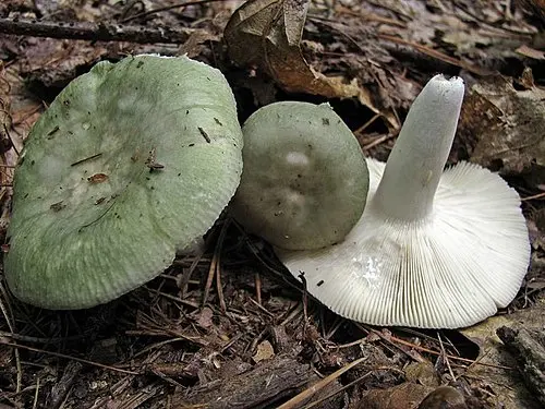 Another view of Green Brittlegill