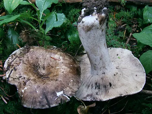 Crowded Russula
