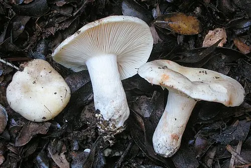 Another view of Crowded Russula