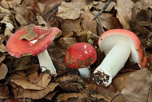 Another view of Beechwood Sickener