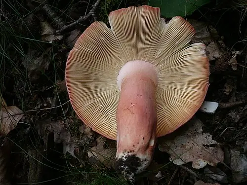 Another view of Rosy Brittlegill
