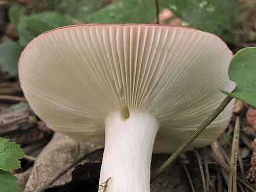 Another view of Fragile Brittlegill