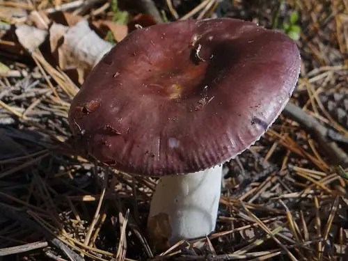 Another view of Fragile Brittlegill