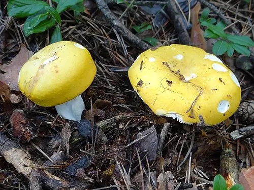 Another view of Yellow Swamp Brittlegill