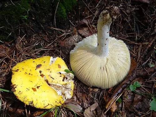 Another view of Yellow Swamp Brittlegill