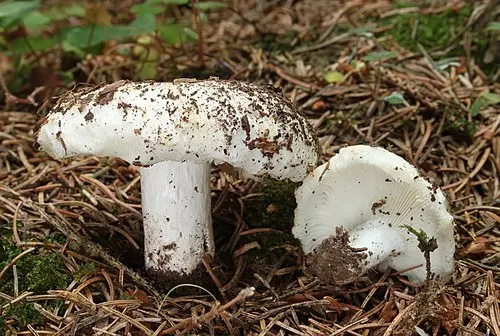 Milk-white Brittlegill
