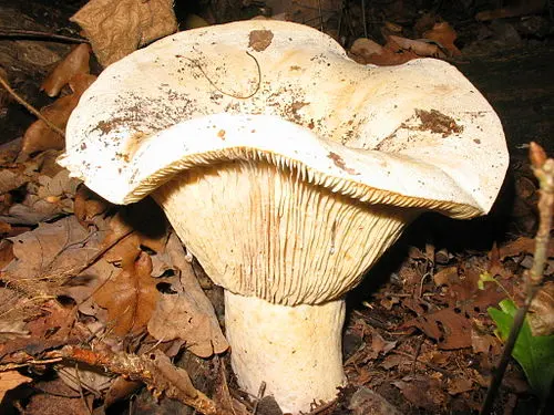 Another view of Milk-white Brittlegill