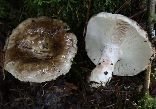 Acrid Blackening Brittlegill