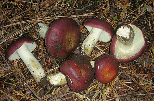 Crab Brittlegill
